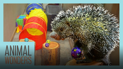 Porcupine Does an Obstacle Course!