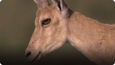 BBC Life: Ibex