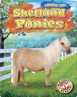 Saddle Up!: Shetland Ponies