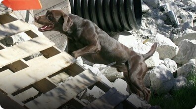 Dogs at Work: Search Dogs