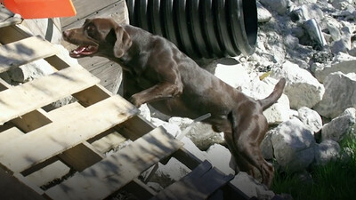 Dogs at Work: Search Dogs