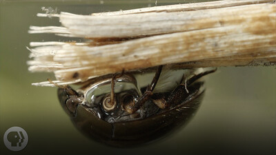 Nature's Scuba Divers: How Beetles Breathe Underwater