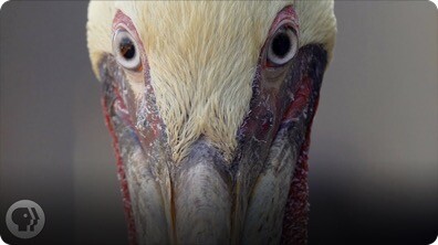 How Do Pelicans Survive Their Death-Defying Dives?