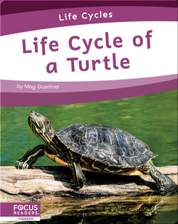 Life Cycle of a Turtle