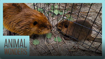 Beavers Meet! Will They Be Friends?