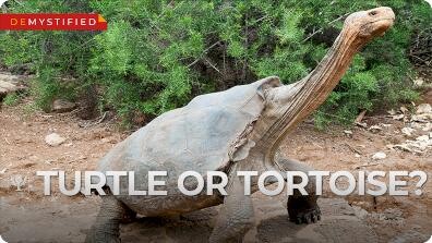 Demystified: What's the Difference Between a Turtle and a Tortoise?