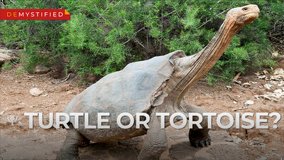 Demystified: What's the Difference Between a Turtle and a Tortoise?