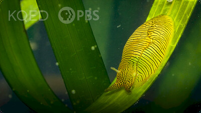 Deep Look: See Sea Slugs Scour Seagrass by the Seashore