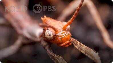 Deep Look: Australian Walking Stick Insects Are Three Times Weirder Than You Think