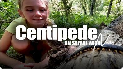 On Safari With Nala: Centipede