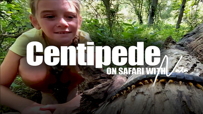 On Safari With Nala: Centipede
