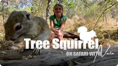 On Safari With Nala: Tree Squirrels