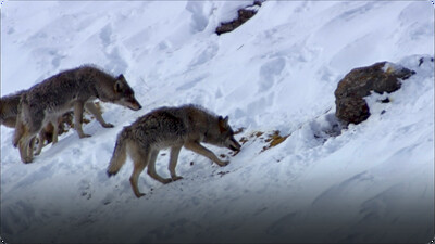 Hidden India: India Wildlife In Himalayas