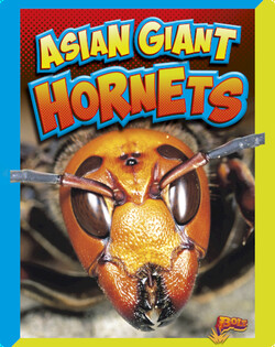 Asian Giant Hornets