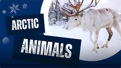 Why Are Arctic Animals Special?