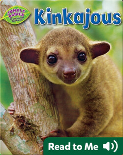 Kinkajous