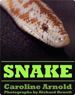 Snake