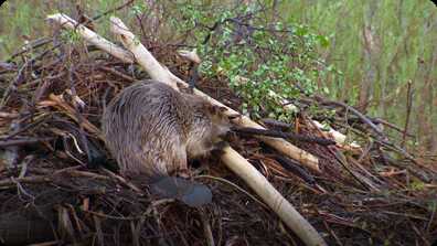 Beaver book