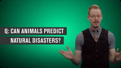 Can Animals Predict Natural Disasters? book