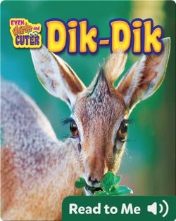 Dik-Dik
