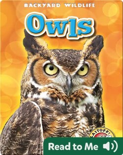 Owls: Backyard Wildlife