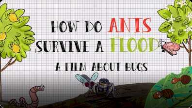How Do Ants Survive a Flood book
