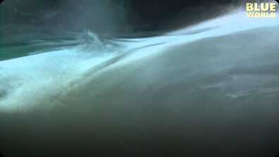 A Mysterious Underwater Cloud in a Sinkhole! book