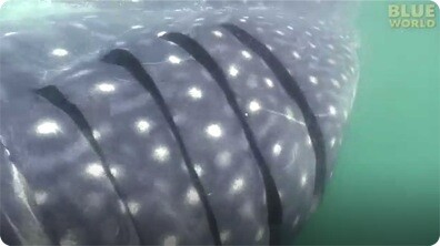 The World's Largest Shark!