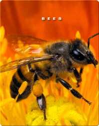 Bees book