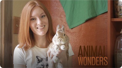 Rabbits! What, Where, and How