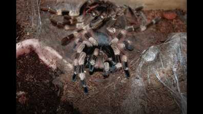 Tarantula Sheds Exoskeleton book