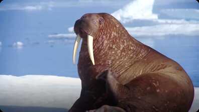 Walrus book