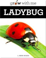 Ladybug book