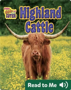 Highland Cattle