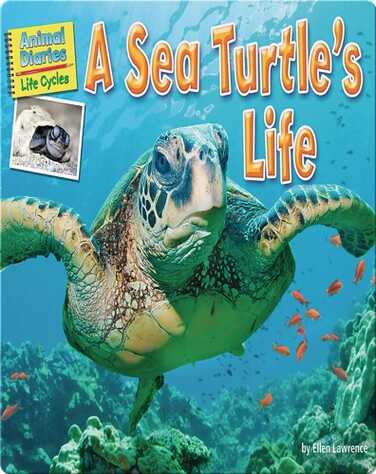 A Sea Turtle's Life book