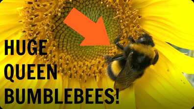 Huge Queen Bumblebees! book
