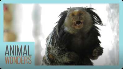 Mimi The Marmoset's Morning Routine book