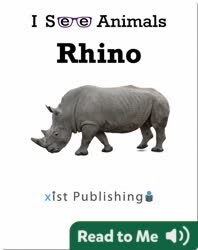 I See Animals: Rhino