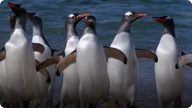Frozen Planet On Thin Ice: Adélie Penguin
