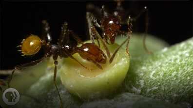The Double-Crossing Ants to Whom Friendship Means Nothing book