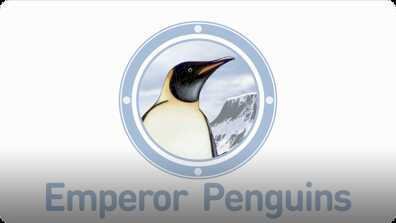 Amazing Animals: Emperor Penguins book