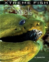 Xtreme Fish: Eels