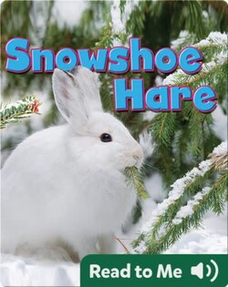 Snowshoe Hare
