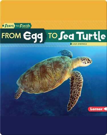From Egg to Sea Turtle book