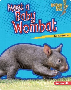 Meet a Baby Wombat