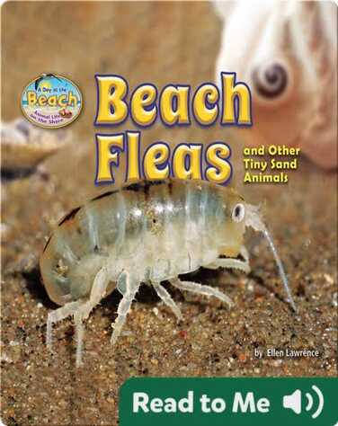 Beach Fleas and Other Tiny Sand Animals book