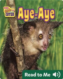 Aye-Aye