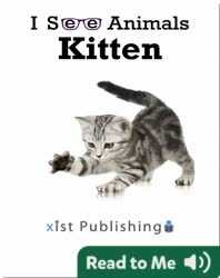 I See Animals: Kitten book