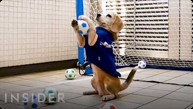 Dog Goalie Earned 3 Guinness World Records book