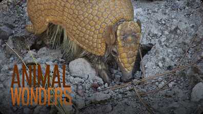 3 Banded Armadillos book
